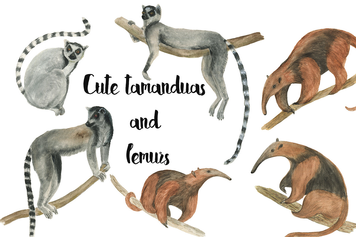Watercolor lemurs and tamandua in Illustrations - product preview 8