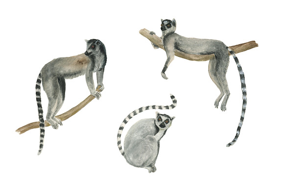 Watercolor lemurs and tamandua in Illustrations - product preview 1