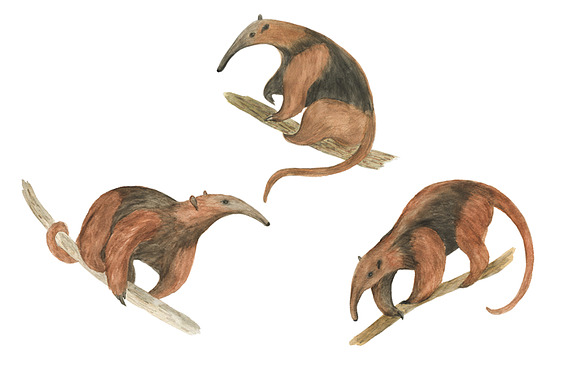 Watercolor lemurs and tamandua in Illustrations - product preview 2