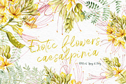 Exotic yellow flowers caesalpinia