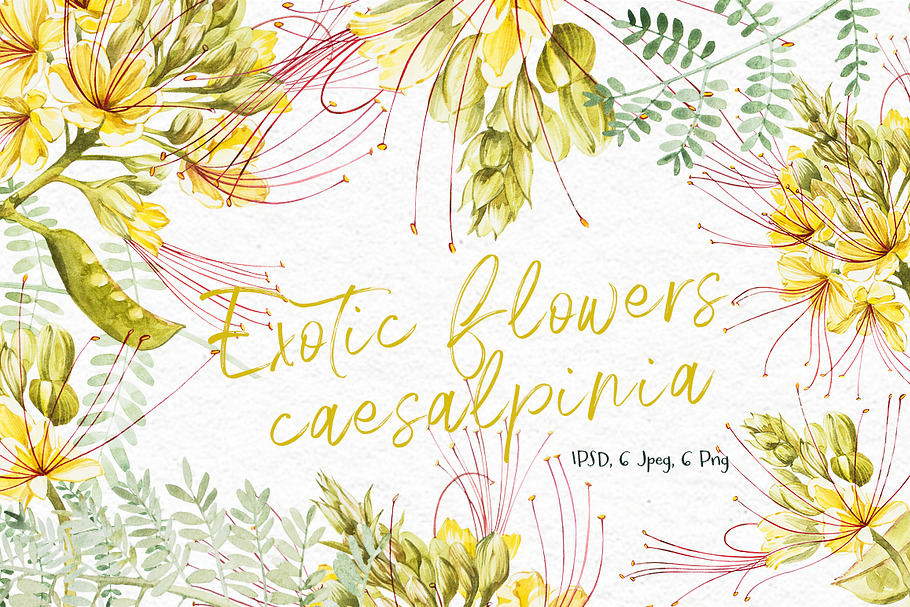 Exotic yellow flowers caesalpinia in Illustrations - product preview 8