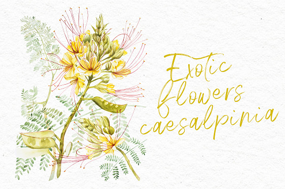 Exotic yellow flowers caesalpinia in Illustrations - product preview 1