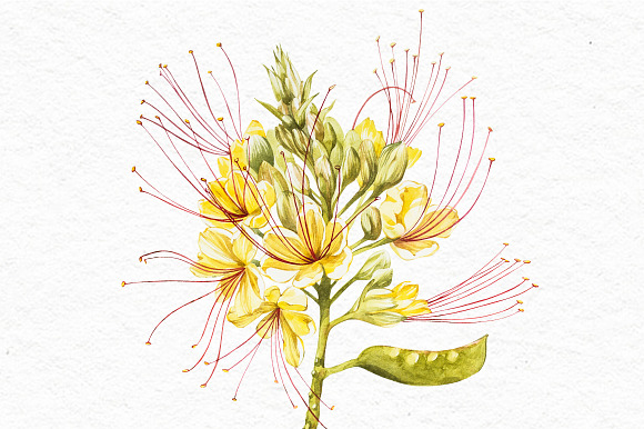 Exotic yellow flowers caesalpinia in Illustrations - product preview 2