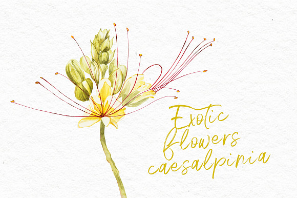 Exotic yellow flowers caesalpinia in Illustrations - product preview 3