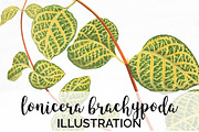 Leaves Vintage Lonicera Brachypoda
