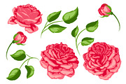 Set of red roses. Beautiful