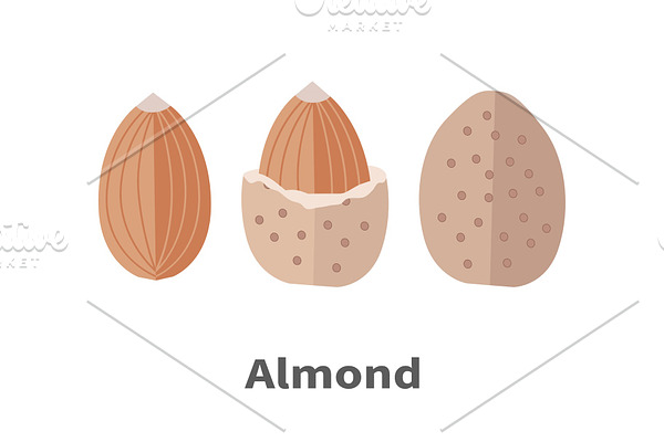 Almond Nuts Vector Illustration in