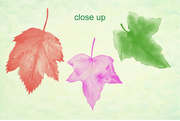 Watercolor Leaf Photoshop Brushes in Photoshop Brushes - product preview 3