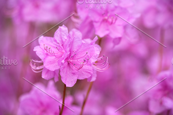 Rhododendron Mucronulatum Korean