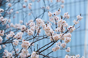 Blooming sakura flowers close up