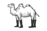 Camel animal in high boots vector