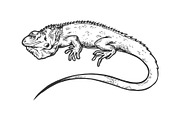 Iguana animal engraving vector