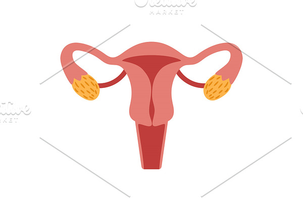 Female reproductive system for