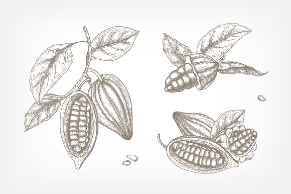 Cocoa tree hand drawn collection in Illustrations - product preview 1
