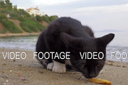 Stray cat eating fries at the beach