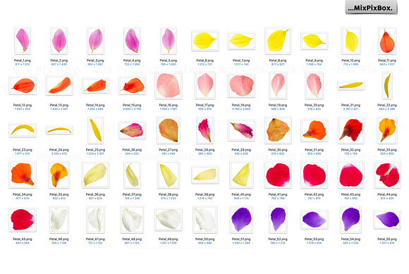 Flower Petals Photo Overlays in Add-Ons - product preview 4