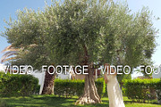 Woman picking up olives from tree in