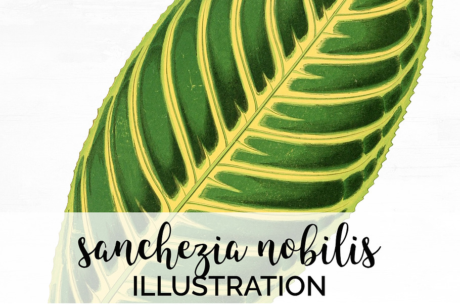 Leaves Vintage Sanchezia Nobilis