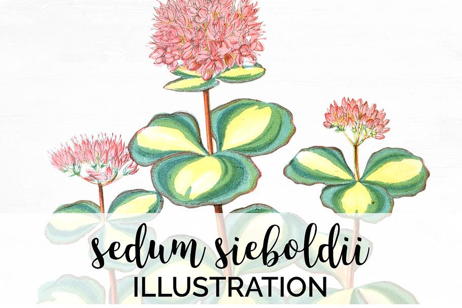 Leaves Vintage Sedum Sieboldil Leaf in Illustrations - product preview 8