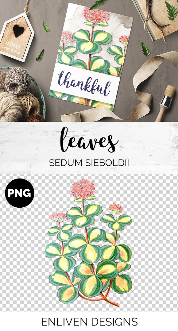 Leaves Vintage Sedum Sieboldil Leaf in Illustrations - product preview 1