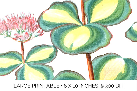 Leaves Vintage Sedum Sieboldil Leaf in Illustrations - product preview 4