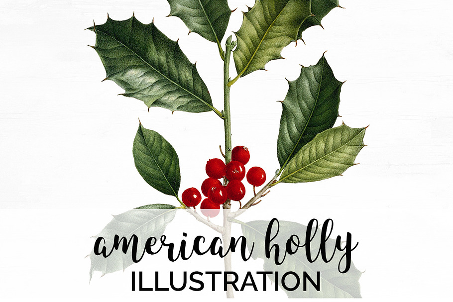 Holly Leaf Vintage Leaves Berries in Illustrations - product preview 8