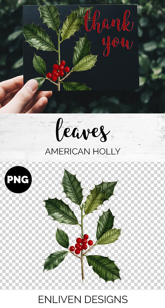 Holly Leaf Vintage Leaves Berries in Illustrations - product preview 1