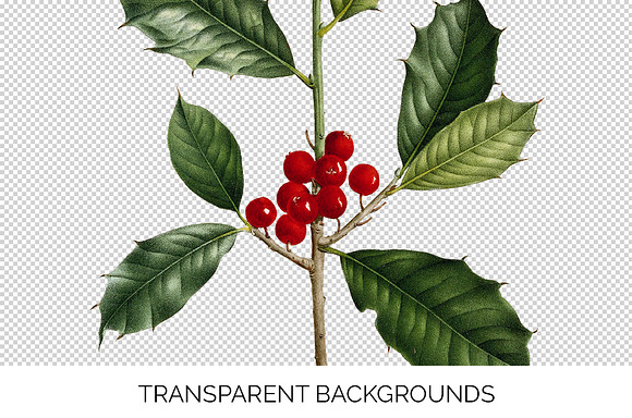 Holly Leaf Vintage Leaves Berries in Illustrations - product preview 2