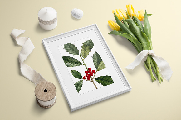 Holly Leaf Vintage Leaves Berries in Illustrations - product preview 3