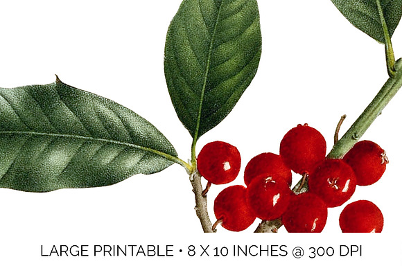 Holly Leaf Vintage Leaves Berries in Illustrations - product preview 4