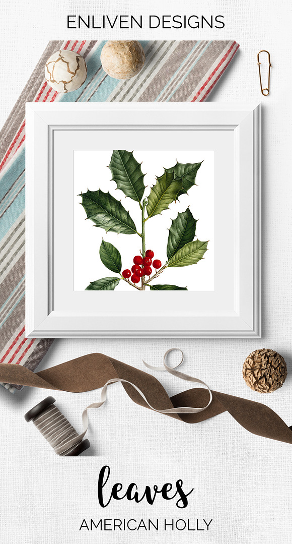 Holly Leaf Vintage Leaves Berries in Illustrations - product preview 7