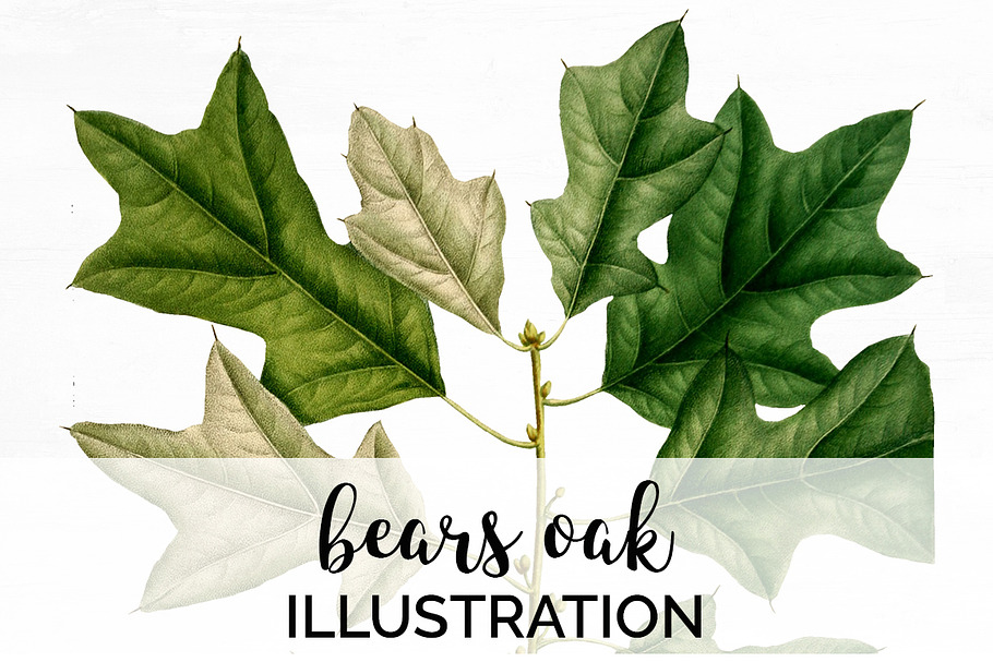 Oak Leaf Vintage Bears Oak Leaves in Illustrations - product preview 8