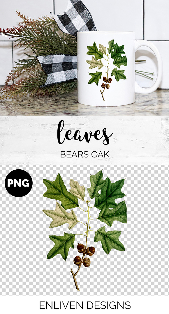 Oak Leaf Vintage Bears Oak Leaves in Illustrations - product preview 1