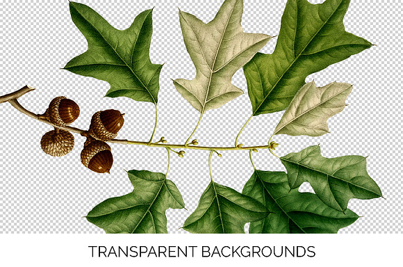 Oak Leaf Vintage Bears Oak Leaves in Illustrations - product preview 2