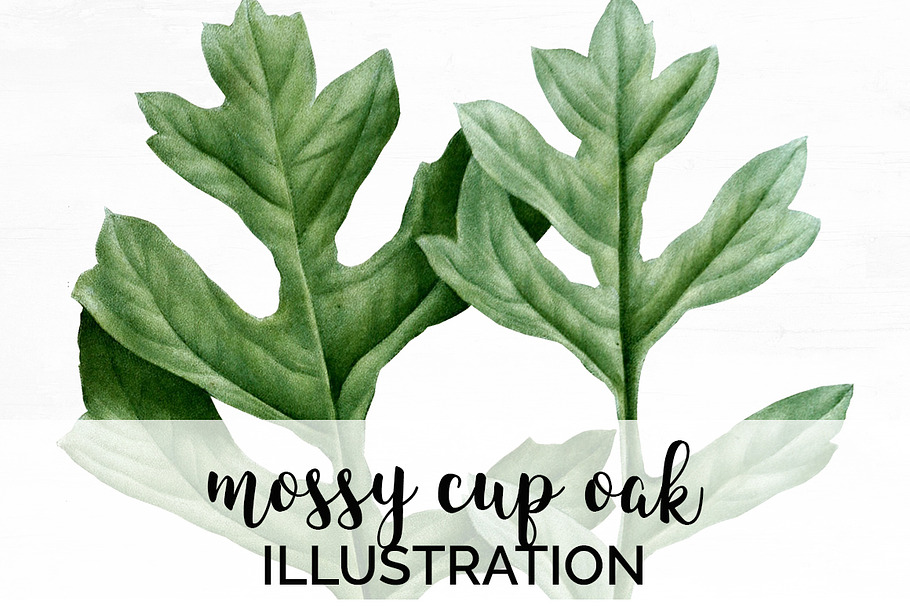 Oak Leaf Vintage Mossy Cup Leaves in Illustrations - product preview 8