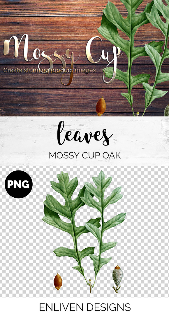 Oak Leaf Vintage Mossy Cup Leaves in Illustrations - product preview 1