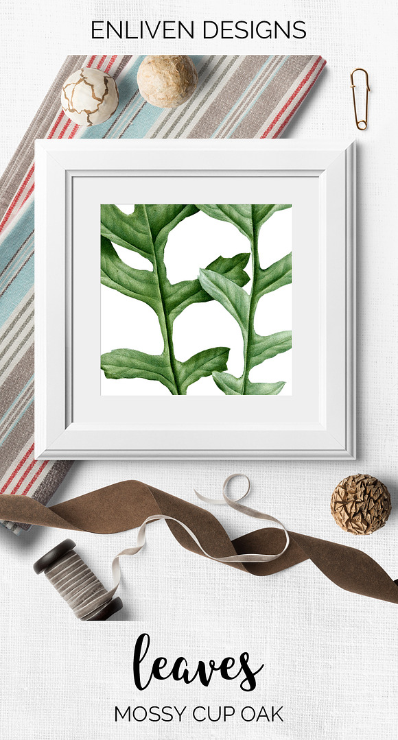 Oak Leaf Vintage Mossy Cup Leaves in Illustrations - product preview 7