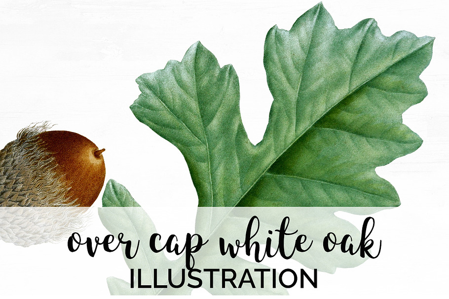 White Oak Leaf Vintage Leaves in Illustrations - product preview 8
