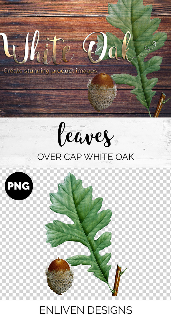White Oak Leaf Vintage Leaves in Illustrations - product preview 1