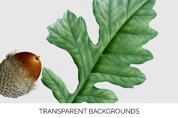 White Oak Leaf Vintage Leaves in Illustrations - product preview 2