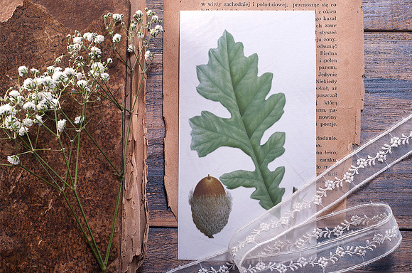 White Oak Leaf Vintage Leaves in Illustrations - product preview 3