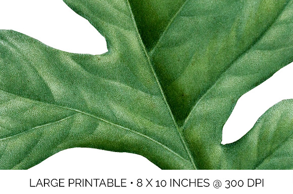 White Oak Leaf Vintage Leaves in Illustrations - product preview 4