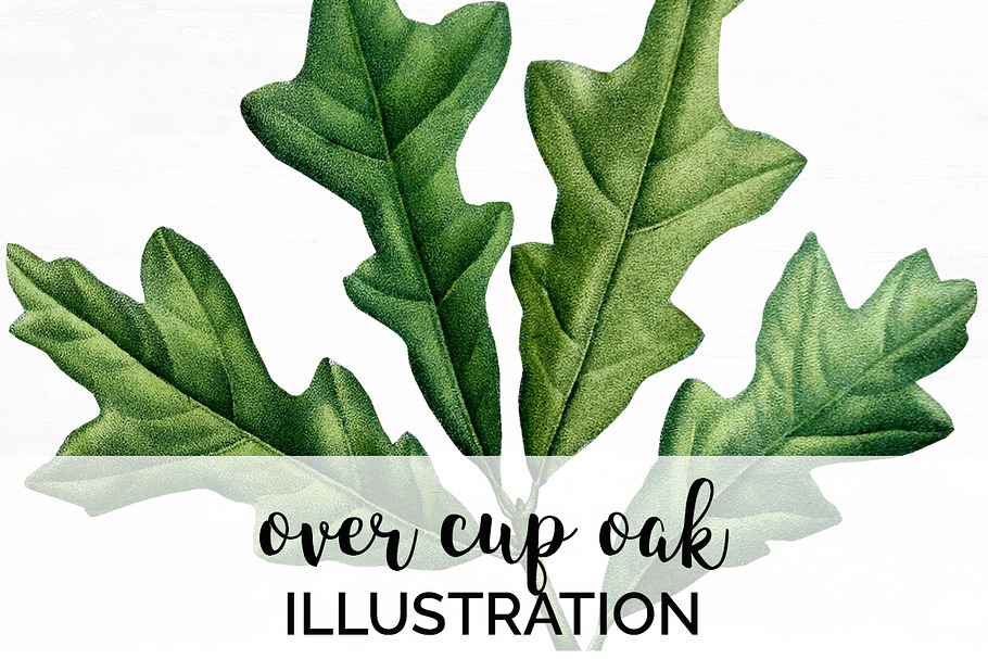 Oak Leaf Vintage Over Cup Oak Leaves in Illustrations - product preview 8