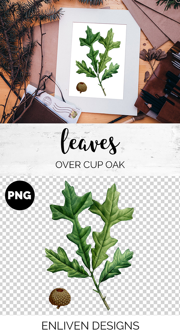 Oak Leaf Vintage Over Cup Oak Leaves in Illustrations - product preview 1