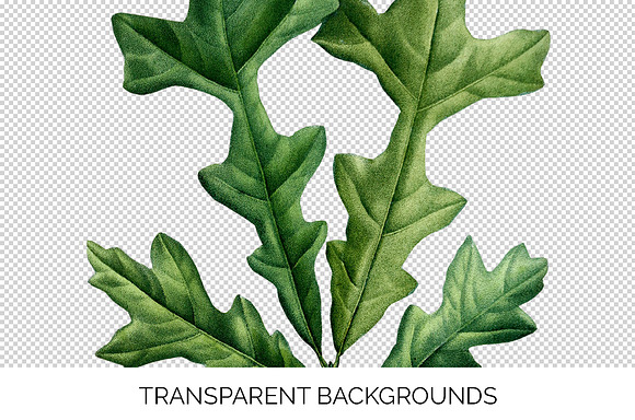 Oak Leaf Vintage Over Cup Oak Leaves in Illustrations - product preview 2