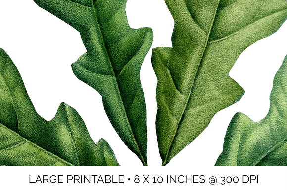 Oak Leaf Vintage Over Cup Oak Leaves in Illustrations - product preview 4