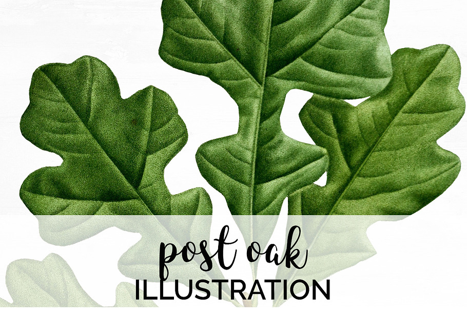 Oak Leaf Vintage Post Oak Leaves in Illustrations - product preview 8