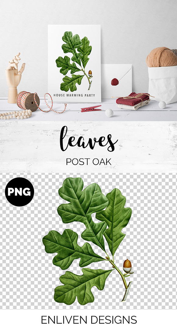 Oak Leaf Vintage Post Oak Leaves in Illustrations - product preview 1