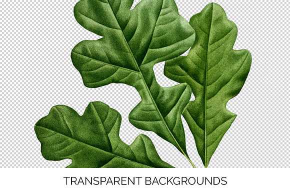 Oak Leaf Vintage Post Oak Leaves in Illustrations - product preview 2
