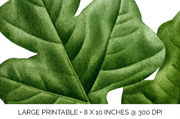 Oak Leaf Vintage Post Oak Leaves in Illustrations - product preview 4
